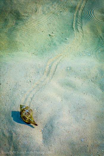 This conch was slowly, but surely, making his way to deeper water from the sandbar at Woman Key.