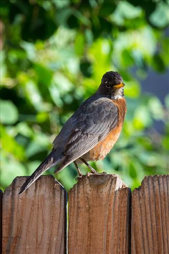 Description of spring bird.