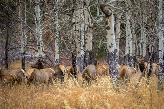 A heard of Elk near the entrance to Rocky Mountain National Park, Estes Park, Colorado.