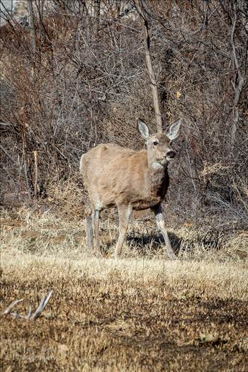 A young deer at the Rocky Mountain Arsenal Wildlife Refuge.