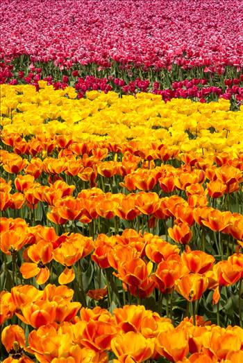 From the 2012 Skagit County Tulip Festival.