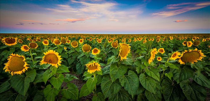 Sunflowers near Denver International Airport.