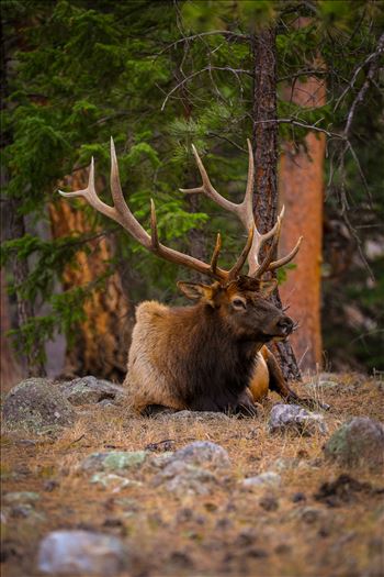 A heard of Elk near the entrance to Rocky Mountain National Park, Estes Park, Colorado.