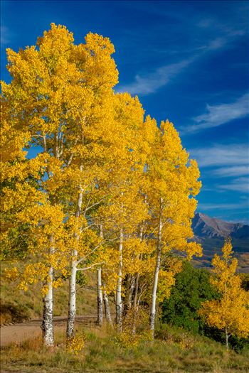 Aspens line a mountain pass on Last Dollar Road, Telluride.