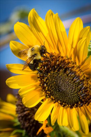 A honeybee collecting pollen from a sunflower.