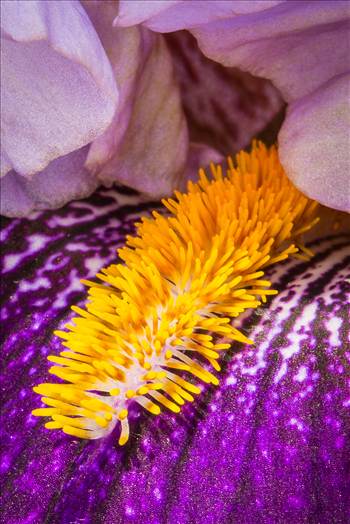 A iris blooms in the spring.