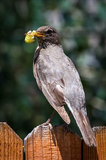 A robin with a bit of unripened strawberry to feed its young.