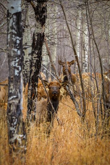 A heard of Elk near the entrance to Rocky Mountain National Park, Estes Park, Colorado.