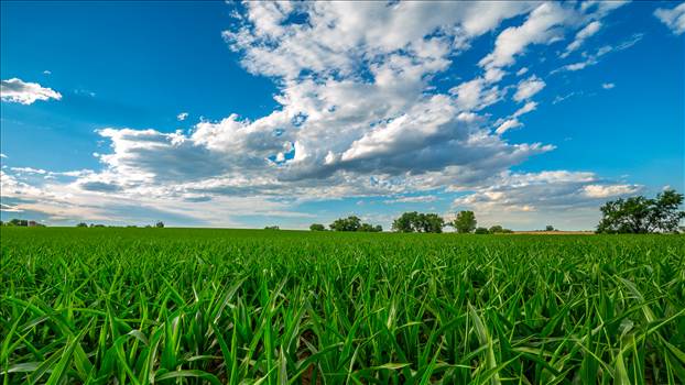 Corn fields near Longmont, Colorado